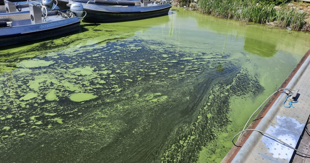 Randmeren-2024-Meting waterplanten-maaiactiviteiten-plantlaag-jachthaven
