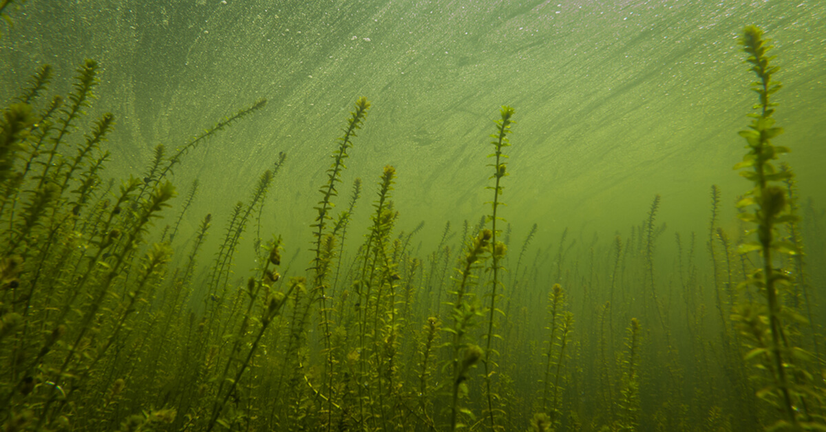 oldambtmeer-2024-meting-waterplanten-en-maaiactiviteiten-featured