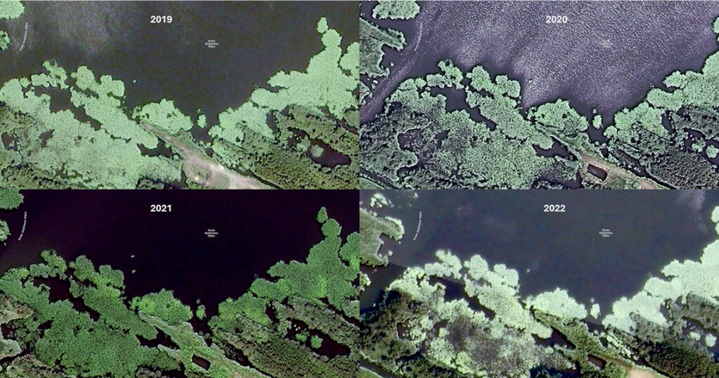 Waterplantengroei-in-de-Oostelijke Vechtplassen-Inzicht-door-Satellietbeelden-vergelijking