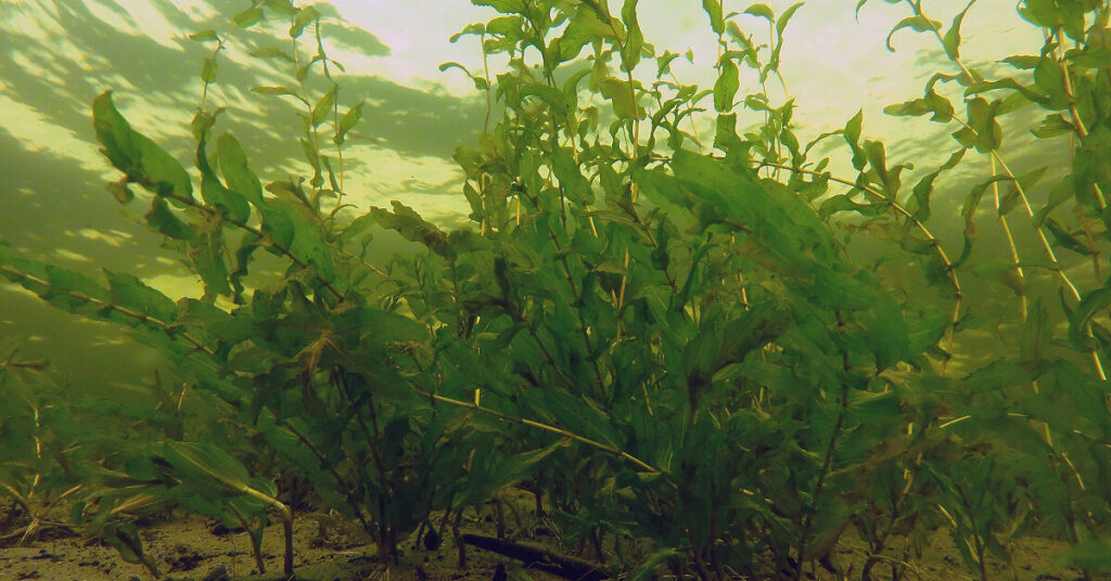 Randmeren-2024-Meting waterplanten-maaiactiviteiten-featured