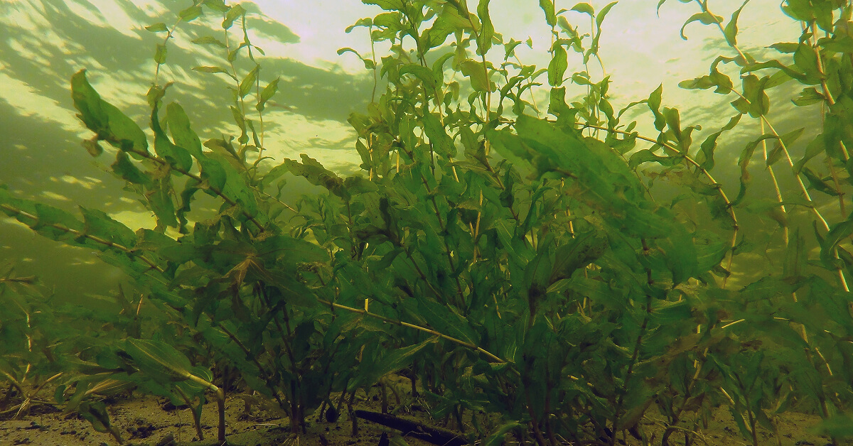 Randmeren-2024-Meting waterplanten-maaiactiviteiten-featured